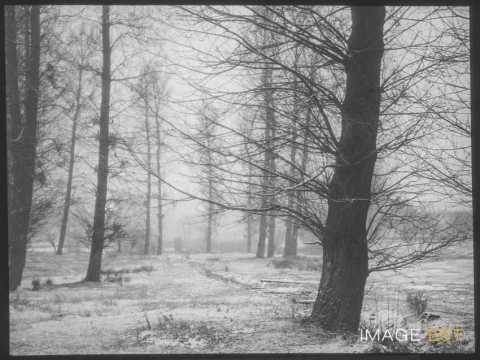 Forêt en hiver (Blainville-sur-l'Eau)